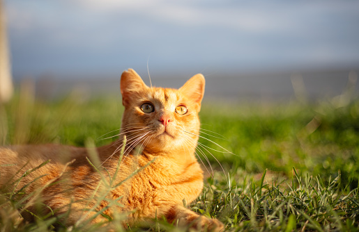 Ginger stray cat is looking at the camera on the grass.