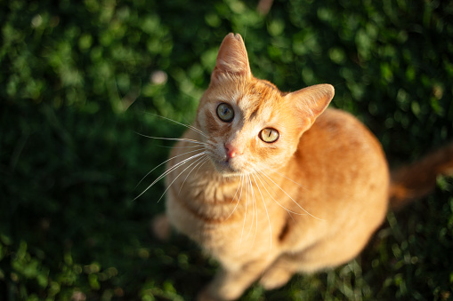 Ginger stray cat is looking at the camera on the grass.