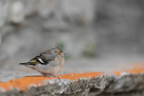 istock Beautiful chick of Eurasian chaffinch (Fringilla coelebs) 1602667829