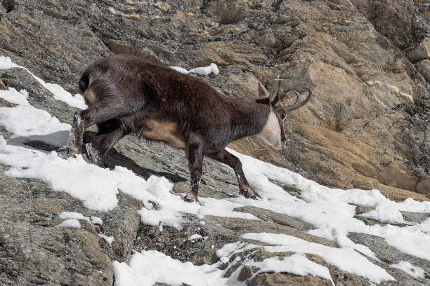 istock Alpine chamois female on snow (Rupicapra rupicapra) 1602668873