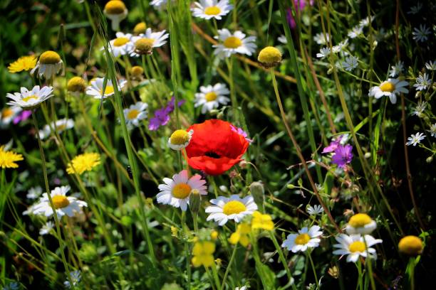 istock A splash of red in the daisies 1602669460