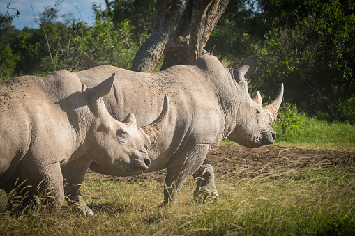 White Rhino in the wild of Kenya