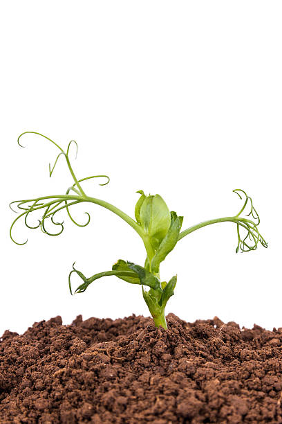 istock pea plant in dirt 160268035