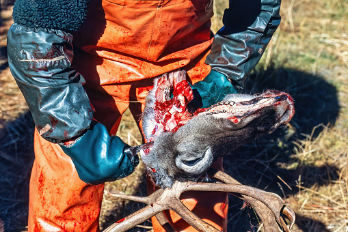 Slaughter a reindeer head with a knife