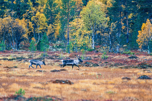 Reindeer with a calf at a bog in the forest in autumn