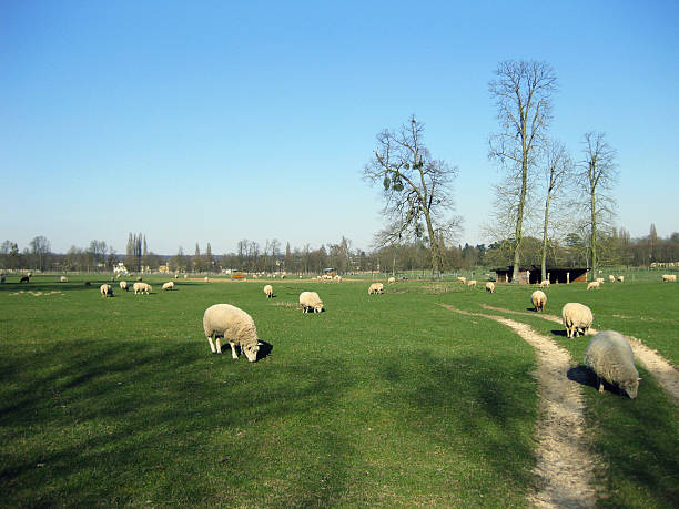 Sheep in Meadow at Versailles, France stock photo