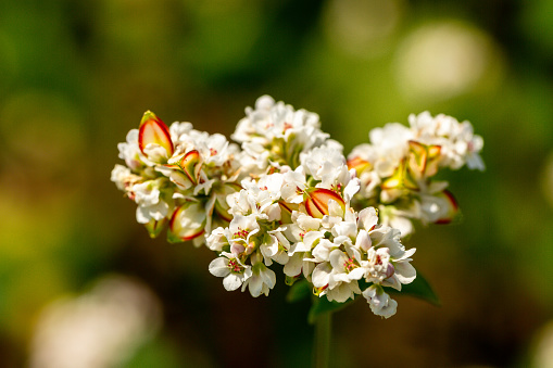 The buckwheat with white flowers (Fagopyrum esculentum). High quality photo