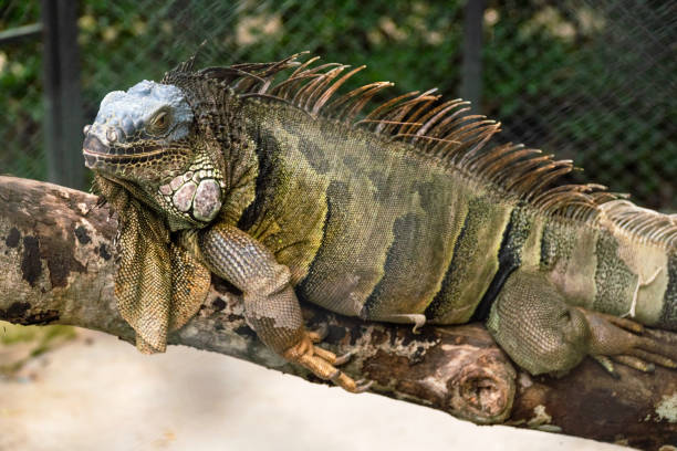 istock Side view of a big iguana 1602698862