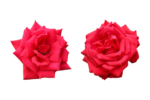 red roses on white background