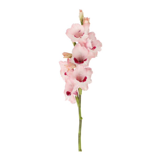chiudi un bellissimo steli di fiori di gladiolo rosa chiaro - gladiolus single flower stem isolated foto e immagini stock
