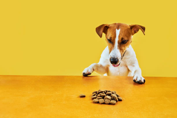 istock Jack Russell terrier dog eat meal from a table 1602702806