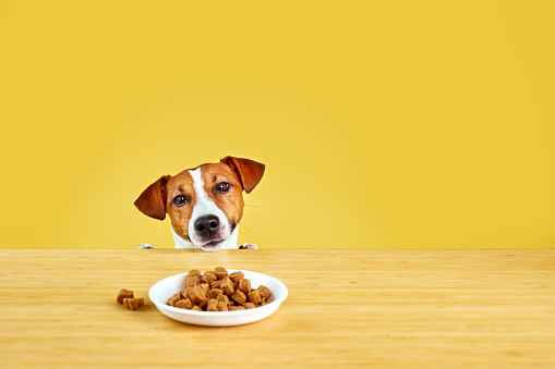 Jack Russell terrier dog eat meal from a table. Funny Hungry dog portrait on Yellow background looking at the plate on the table