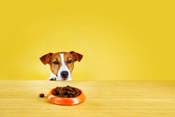 istock Jack Russell terrier dog eat meal from a table. 1602707093