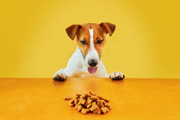 istock Jack Russell terrier dog eat meal from a table 1602707100