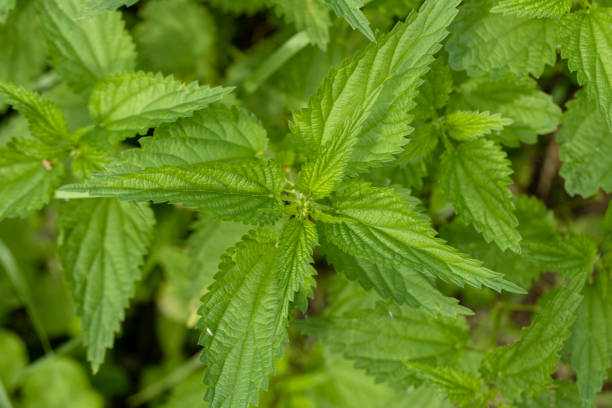 istock Bush of stinging-nettles. Nettle leaves. Top view. Botanical pattern. Greenery common nettle. 1602707108