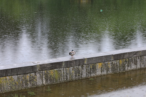 The duck stands on one leg in a rainy park