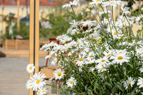 istock garden chamomile growing in a flower bed 1602715085