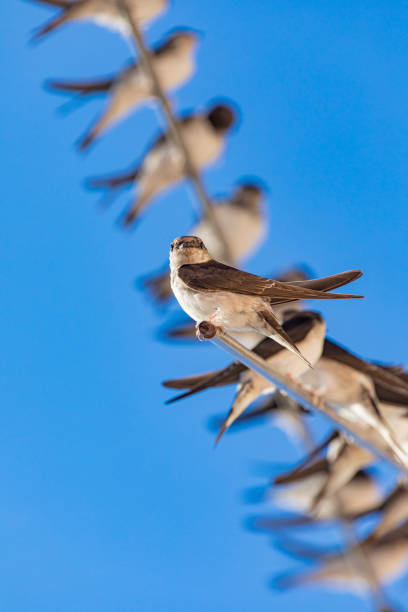 barn swallow bird in the branch