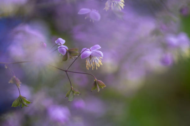 Chinese meadow-rue stock photo