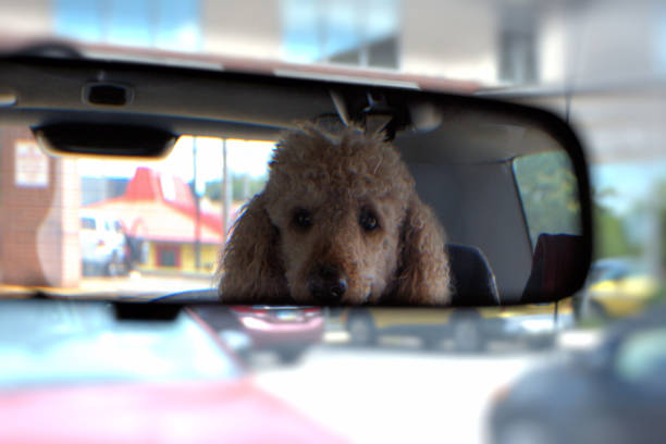 An automobile rear view mirror reveals the head of a standard poodle looking forward from the rear seat.
