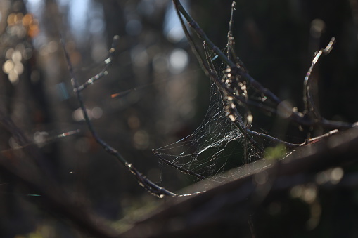Close shot of a beautiful spider web with dew drops in autumn.