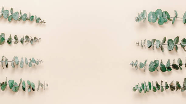 istock Minimal aesthetic frame made from eucalyptus leaves on beige background 1602732123