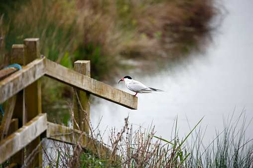 Common tern with a fish for its chick