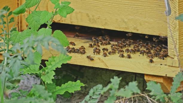 Honey Bees Insects Flying Around Apiary Wooden Beehive Boxes