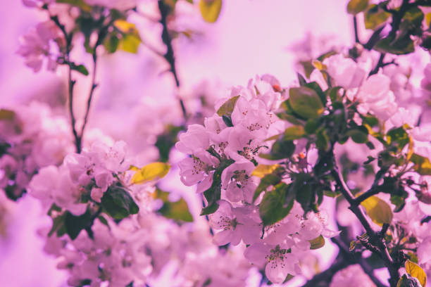 Vintage blossoming orchard. Apple tree branches with flowers