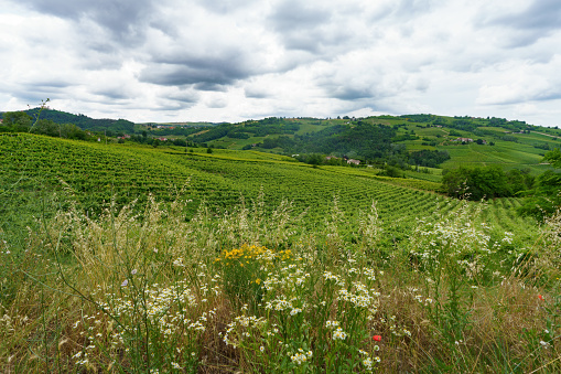 Hills of Oltrepo Pavese, Pavia province, Lombardy, Italy, at springtime. Vineyards