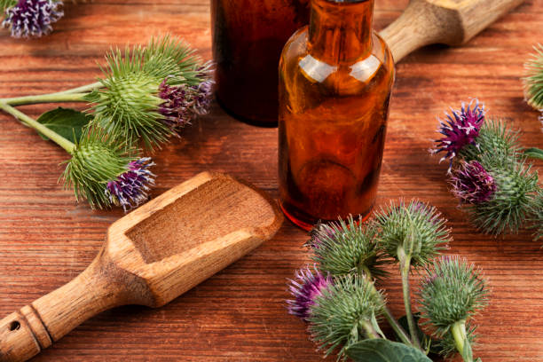 istock Prickly heads of burdock flowers 1602810298