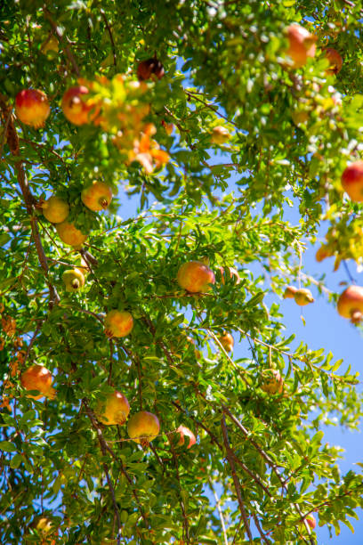 istock Ripe pomegranates on trees in the garden. 1602821994