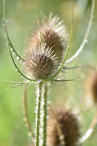 istock Daucus flower, on a sunny afternoon 1602822503