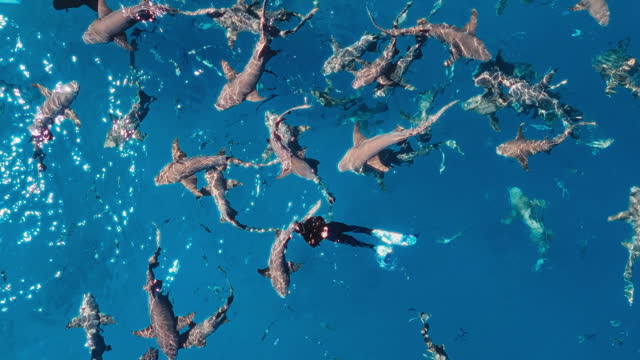 asian chinese female snorkelling shivers group of sharks Swimming Around in the Ocean Maldives