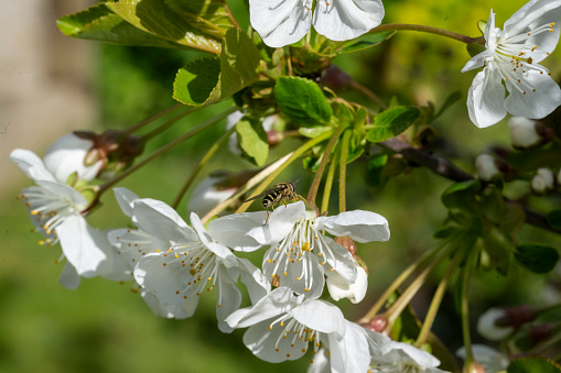 Hover fly on an apple blossom