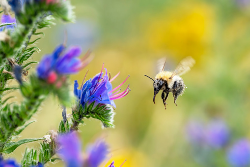 Bugle wildflower macro