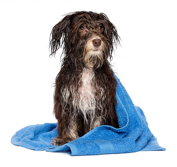 istock Wet dark chocolate havanese puppy dog after bath 160285082