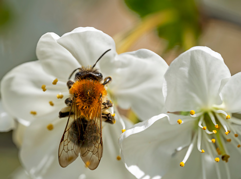 Honey bee on an apple blossom