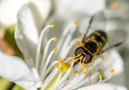 Hover fly on an apple blossom