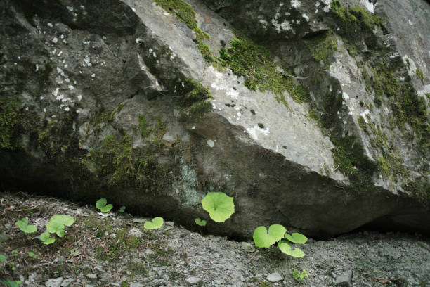 istock Mossy Rock on Mt Abetone 1602880453