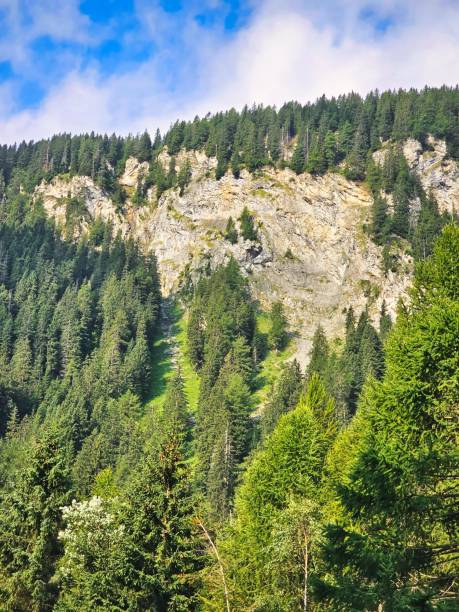 landscape with trees in austrian alps moutains - brennerpas fotos stockfoto's en -beelden