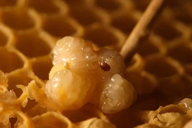 varroa, a parasitic bee on a larva