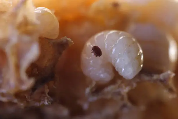 varroa, a parasitic bee on a larva