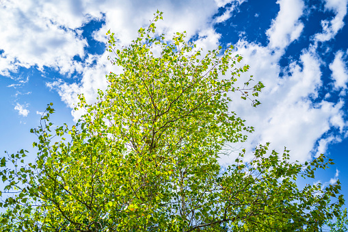 Birch tree branches and foliage against the blue sky with white clouds at Victoria Park in Truro, Nova Scotia, Canada
