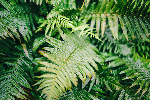 Fern leaves in the forest background