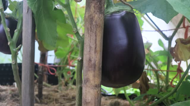 Eggplants in the small greenhouse