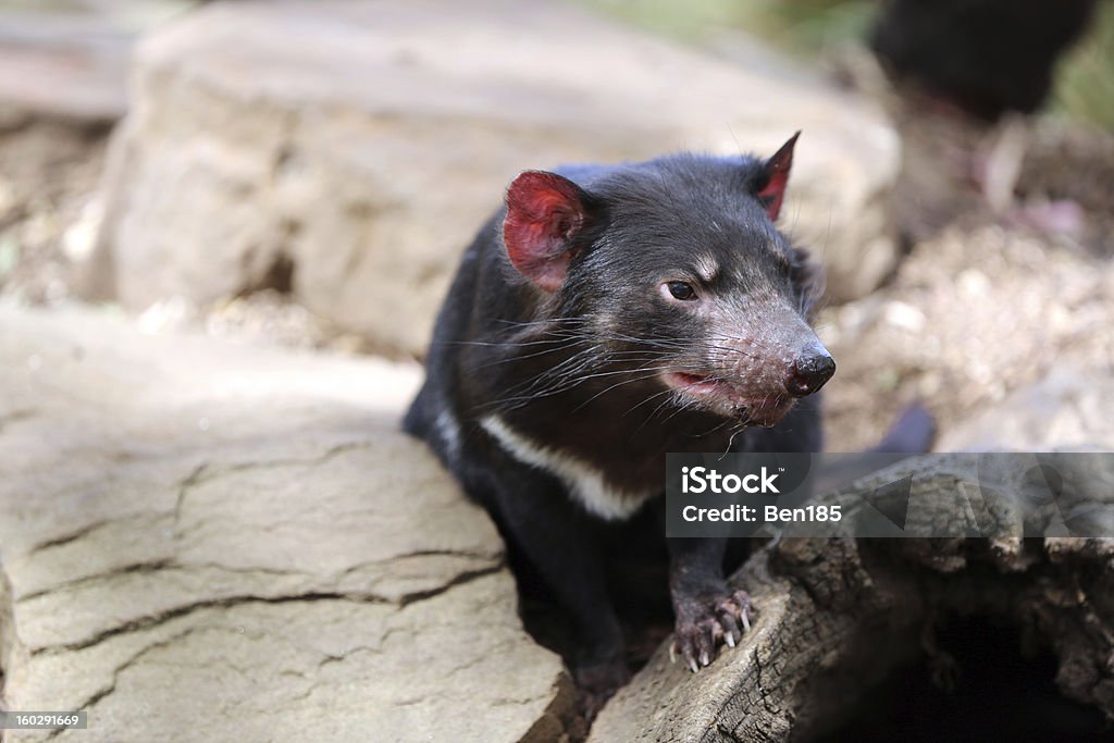 Demonio de tasmania - Foto de stock de Animal libre de derechos