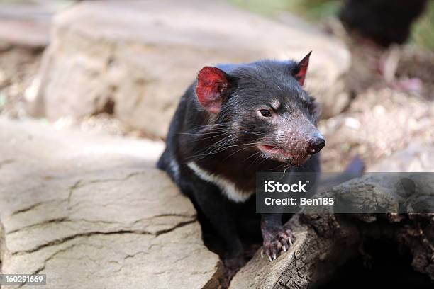 Demonio De Tasmania Foto de stock y más banco de imágenes de Animal - Animal, Animales cazando, Australia