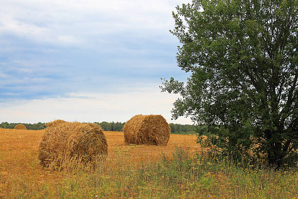 haystacks - foto stock