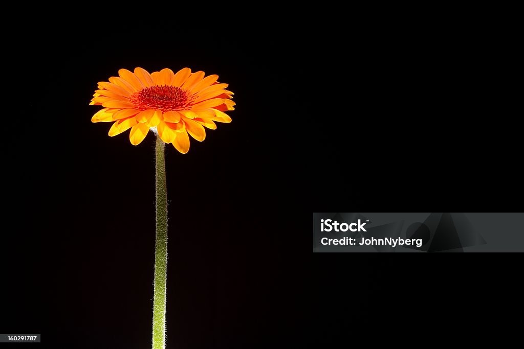 Áster única - Foto de stock de Flor libre de derechos